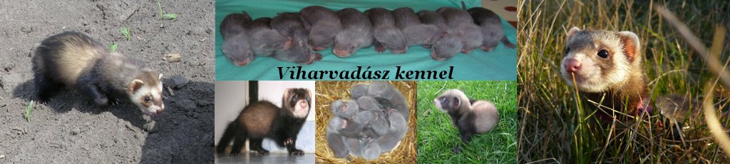 Viharvadsz vadszgrny Kennel